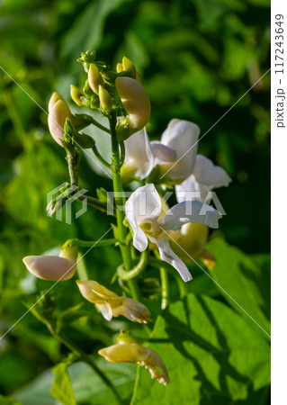 Plants of the kidney bean with flowers and young ripening pods on a plantation, view from the bottom 117243649