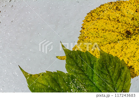 abstract background fall, glass drops autumn yellow leaves wet october weather 117243683