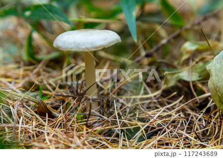 Lentil shanklet, also called appleseed coincap mushroom, Collybia tuberosa Lentil shanklet, also called appleseed coincap mushroom, Collybia tuberosa 117243689
