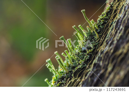 Close up of the trumpet lichen Cladonia fimbriata between stone flowers and moss on a rock 117243691