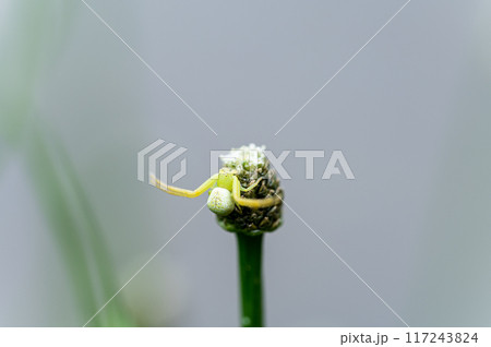 コシガヤホシクサの花で獲物を待つハナグモ 117243824