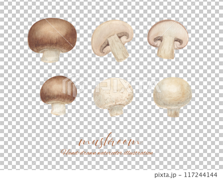 Watercolor painting of white and brown mushrooms and their cross sections 117244144