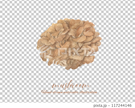 Illustration of Maitake mushroom drawn in watercolor Illustration of Maitake mushroom drawn in watercolor 117244146