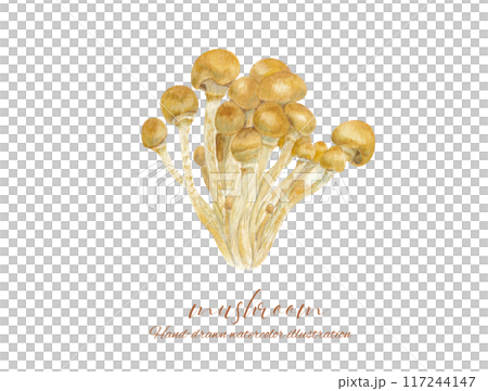 Watercolor illustration of nametake mushroom Watercolor illustration of nametake mushroom 117244147