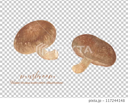 Illustration of shiitake mushrooms drawn in watercolor 117244148