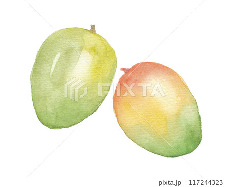 水彩で描いたキーツマンゴー 117244323