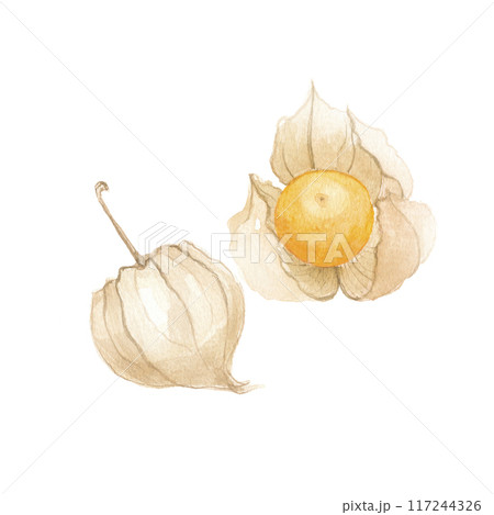 水彩で描いたゴールデンベリー　食用ほおずき 117244326