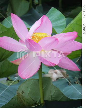 満開の蓮の花 満開の蓮の花 117244389