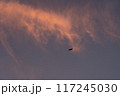 夕暮れ時、空を飛ぶ鳥 117245030