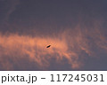 夕暮れの空を飛ぶ鳥 117245031