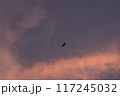 夕焼け空を飛ぶ鳥 117245032