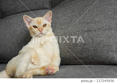 Burmese red kitten resting on the sofa. 117245056