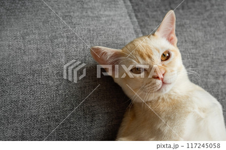 Burmese red kitten resting on the sofa. Burmese red kitten resting on the sofa. 117245058