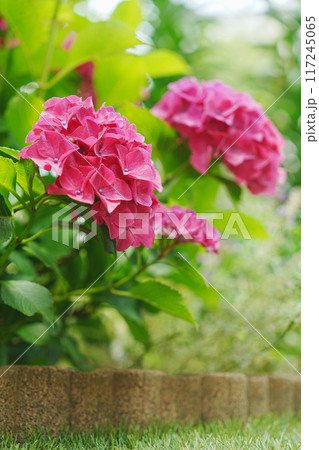 赤紫の大きな紫陽花 赤紫の大きな紫陽花 117245065