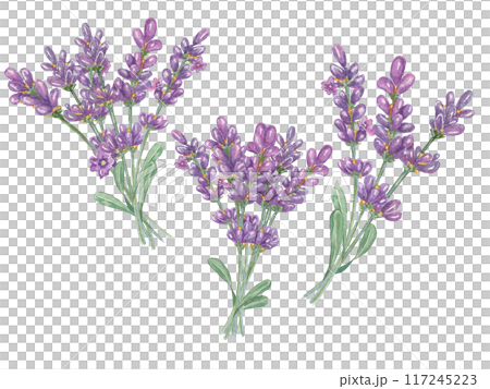 Lavender bouquet collection, purple flowers, leaves. Hand drawn lavandula watercolor clipart set. Isolated elements bundle for beauty, cosmetics, labels, organic products, spa, aromatherapy, wellness 117245223