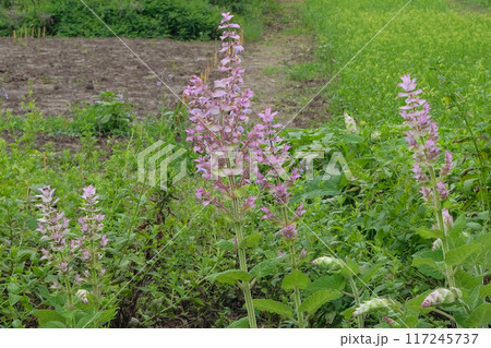 Salvia sclarea turkestanica grows in mountain. Purple flowers blooming. Cottage garden. Cultivated for its beauty flowers. 117245737