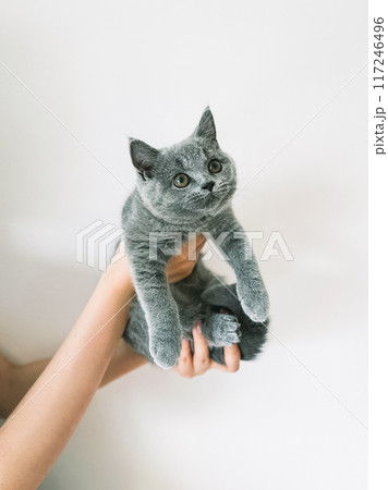 手持ちの子猫 手持ちの子猫 117246496