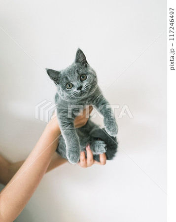 手持ちの子猫 117246497