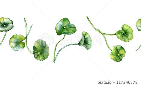 Seamless boarder centella asiatica plants illustration in watercolor isolated. Pennywort, gotu kola hand drawn in botanical style. Centella medicinal plants on repeat pattern for package, textile. 117246578