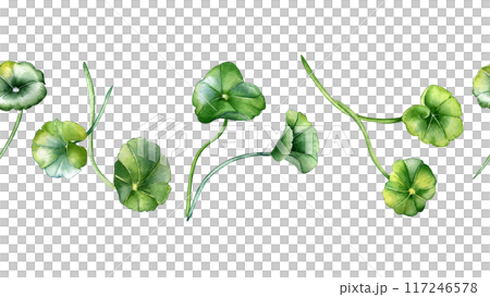 Seamless boarder centella asiatica plants illustration in watercolor isolated. Pennywort, gotu kola hand drawn in botanical style. Centella medicinal plants on repeat pattern for package, textile. 117246578