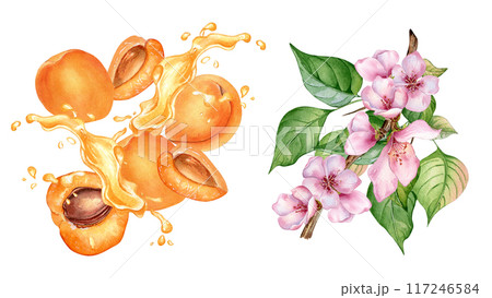 Watercolor set with apricot levitation on splashing juice isolated on white. Illustration pink blooming tree. Blossom branch, leaves and flower of fruit tree hand drawn. Elements for package Watercolor set with apricot levitation on splashing juice isolated on white. Illustration pink blooming tree. Blossom branch, leaves and flower of fruit tree hand drawn. Elements for package 117246584