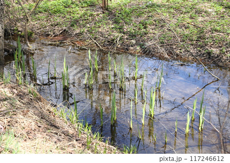 Forest river in spring, high water, bare branches of bushes, spring background. 117246612