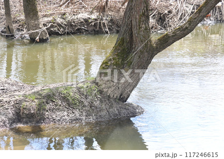 Forest river in spring, high water, bare branches of bushes, spring background. 117246615
