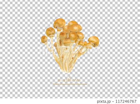 水彩で描いたなめこのイラスト 117246767