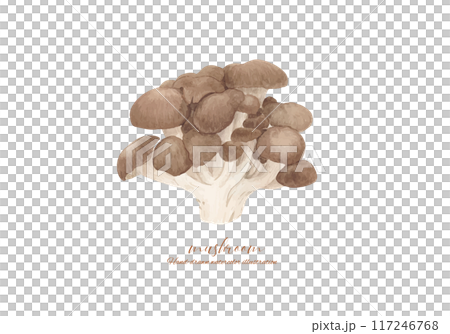 Vector illustration of oyster mushroom painted in watercolor 117246768
