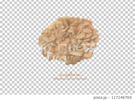 Vector illustration of Maitake mushrooms painted in watercolor 117246769