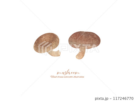 水彩で描いた椎茸のイラスト 水彩で描いた椎茸のイラスト 117246770