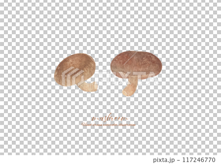 水彩で描いた椎茸のイラスト 水彩で描いた椎茸のイラスト 117246770