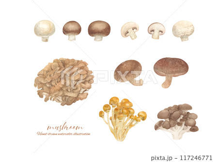 水彩で描いたきのこのカットイラストセット 117246771
