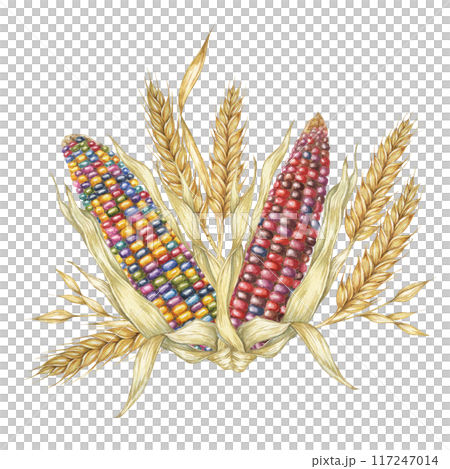 Two multicolored corn cobs bouquet with wheat stalks. Watercolor clipart for autumn seasonal decor, Thanksgiving designs, harvest festival themes, invitations, table settings, food packaging 117247014