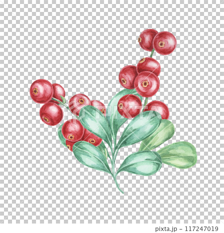 Lingonberry branch. Watercolor illustration of cranberry, cowberry . Nordic forest red berry clipart for autumn harvest-themed prints, stationery, gift wrapping, journals, and Thanksgiving cards Lingonberry branch. Watercolor illustration of cranberry, cowberry . Nordic forest red berry clipart for autumn harvest-themed prints, stationery, gift wrapping, journals, and Thanksgiving cards 117247019