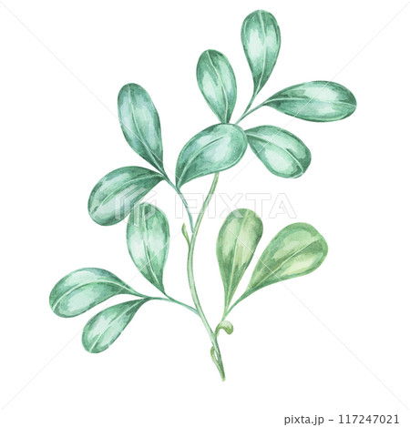 Cranberry and lingonberry leaves watercolor illustration Clipart for seasonal decor, botanical art, and festive fall projects. Ideal for greeting cards, labels, menus, and cottagecore-themed designs 117247021