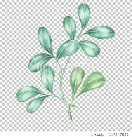 Cranberry and lingonberry leaves watercolor illustration Clipart for seasonal decor, botanical art, and festive fall projects. Ideal for greeting cards, labels, menus, and cottagecore-themed designs Cranberry and lingonberry leaves watercolor illustration Clipart for seasonal decor, botanical art, and festive fall projects. Ideal for greeting cards, labels, menus, and cottagecore-themed designs 117247021