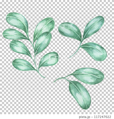 Cranberry and lingonberry leaves Watercolor illustration. Perfect for autumn-themed projects, botanical designs, and seasonal decor. Ideal for menus, labels, garden art, and Thanksgiving decorations Cranberry and lingonberry leaves Watercolor illustration. Perfect for autumn-themed projects, botanical designs, and seasonal decor. Ideal for menus, labels, garden art, and Thanksgiving decorations 117247022