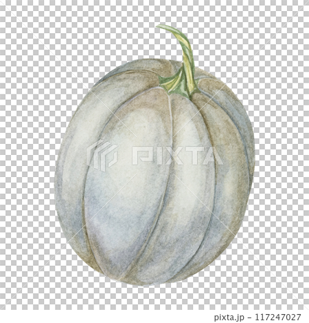 Grey pumpkin watercolor illustration. Pastel colored autumn vegetable. Squash clipart for seasonal modern decor, Thanksgiving cards and invitations, festive merchandise and social media, scrapbooking Grey pumpkin watercolor illustration. Pastel colored autumn vegetable. Squash clipart for seasonal modern decor, Thanksgiving cards and invitations, festive merchandise and social media, scrapbooking 117247027