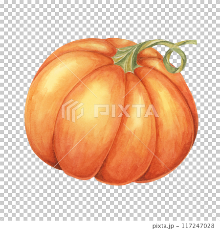 Orange pumpkin watercolor illustration. Bright autumn vegetable. Squash clipart for seasonal cottagecore decor, Thanksgiving cards and invitations, festive merchandise and social media, scrapbooking Orange pumpkin watercolor illustration. Bright autumn vegetable. Squash clipart for seasonal cottagecore decor, Thanksgiving cards and invitations, festive merchandise and social media, scrapbooking 117247028