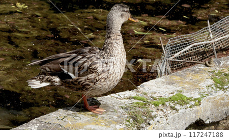 Mallard duck near dirty pond with tina on sunny day. Nature of Europe. Wild birds.  117247188