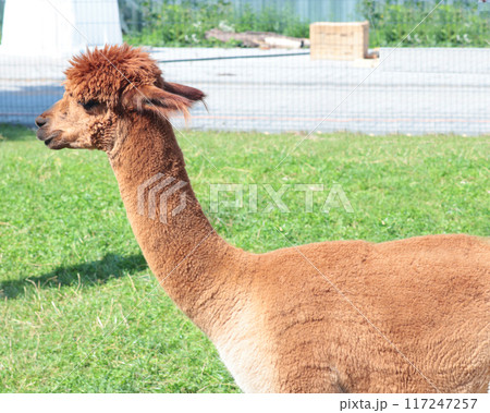 Cute brown alpaca on farm in summer. Pets and breeding of llamas. Wool and clothing production.  117247257