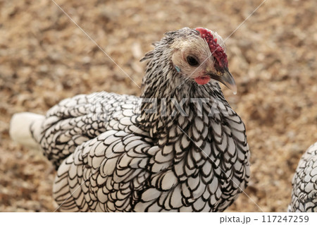 Rooster, hen on private farm in chicken coop close-up. Comb and beak. Poultry farming and agriculture. Pure bred.  117247259