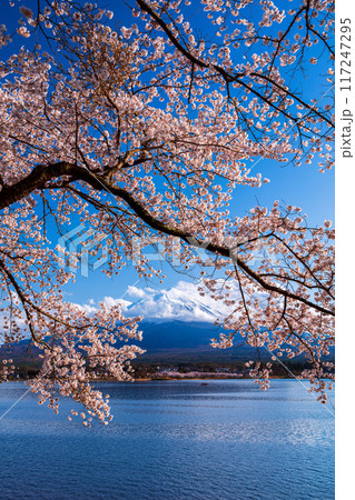 Mt. Fuji and Cherry Blossom at lake Kawaguchiko, Japan Mt. Fuji and Cherry Blossom at lake Kawaguchiko, Japan 117247295