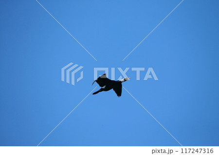 大牟田市　三池港　飛翔する鵜、 117247316