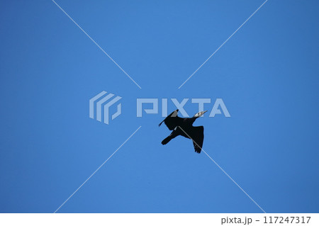 大牟田市　三池港　飛翔する鵜、 117247317