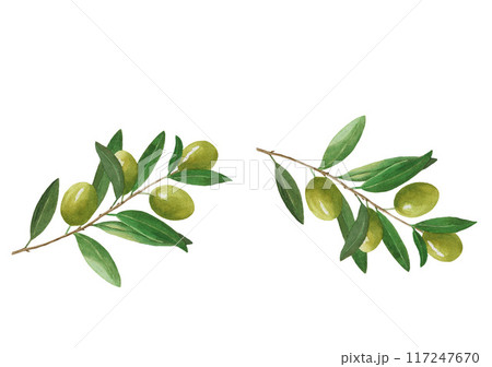 Seamless border with olive branches. Watercolor illustration on white background. For cards, design, fabric, textile, menu, wrapping paper 117247670