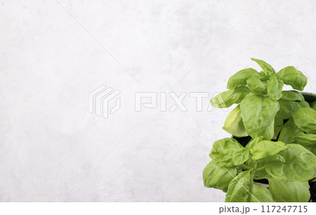 A light background with fresh basil. The concept of healthy food. Top view and copy space A light background with fresh basil. The concept of healthy food. Top view and copy space 117247715