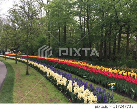 オランダ、チューリップが咲く公園2 117247735