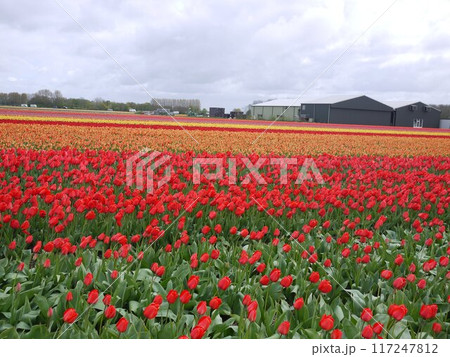 オランダの赤いチューリップ畑2 オランダの赤いチューリップ畑2 117247812